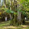 Najevnik Linden Tree. Photography: Nejc Fon, www.slovenia.info